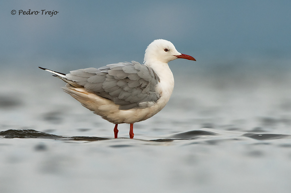 Gaviota picofina (Larus genei)